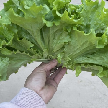 大叶生菜