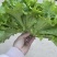 大叶生菜