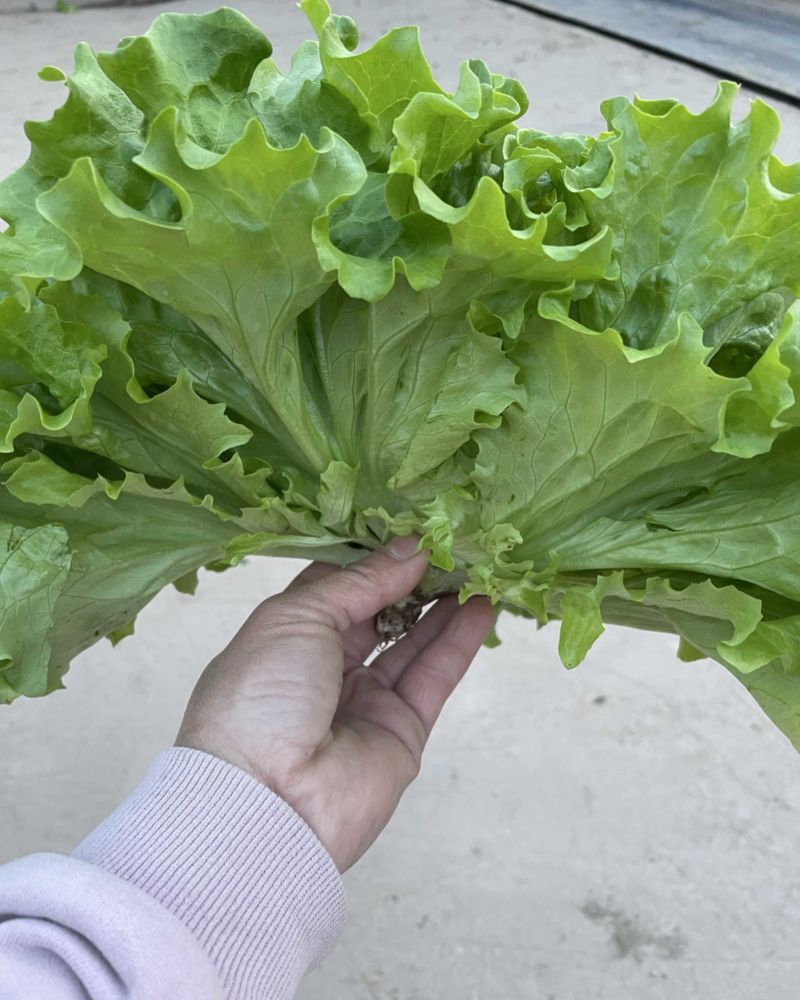 大叶生菜