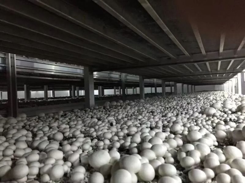 双孢菇种植基地，也叫圆菇，口蘑