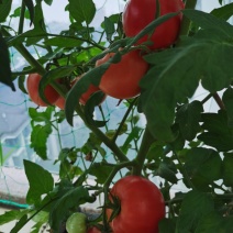 江苏省蕃茄