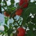 江苏省蕃茄