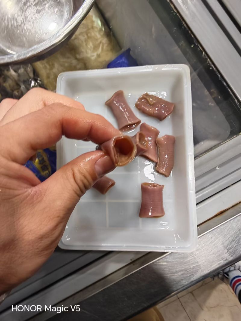细管厚皮海肠