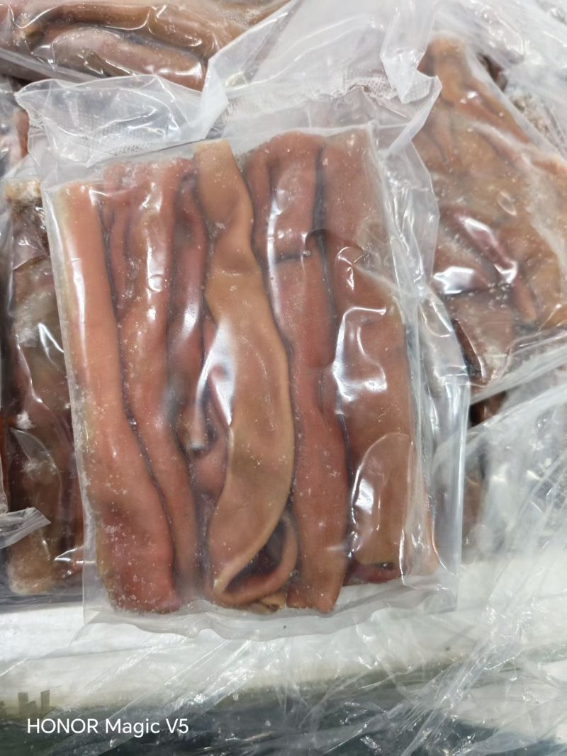 细管厚皮海肠