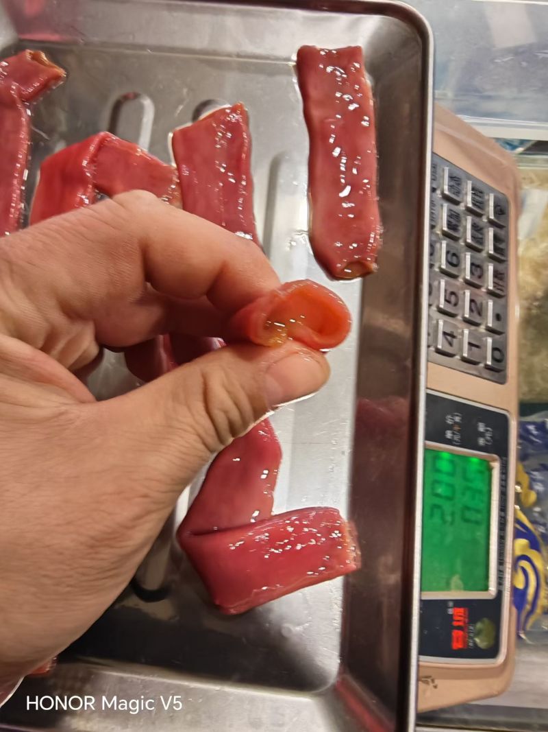 细管厚皮海肠