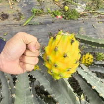 燕窝麒麟果