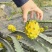 燕窝麒麟果