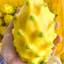 燕窝果，麒麟果