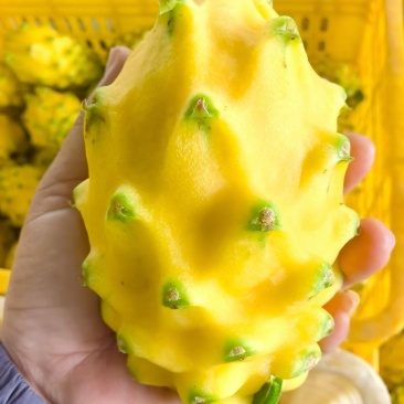 燕窝果，麒麟果