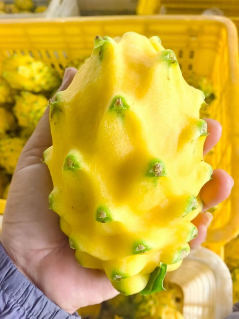 燕窝果，麒麟果