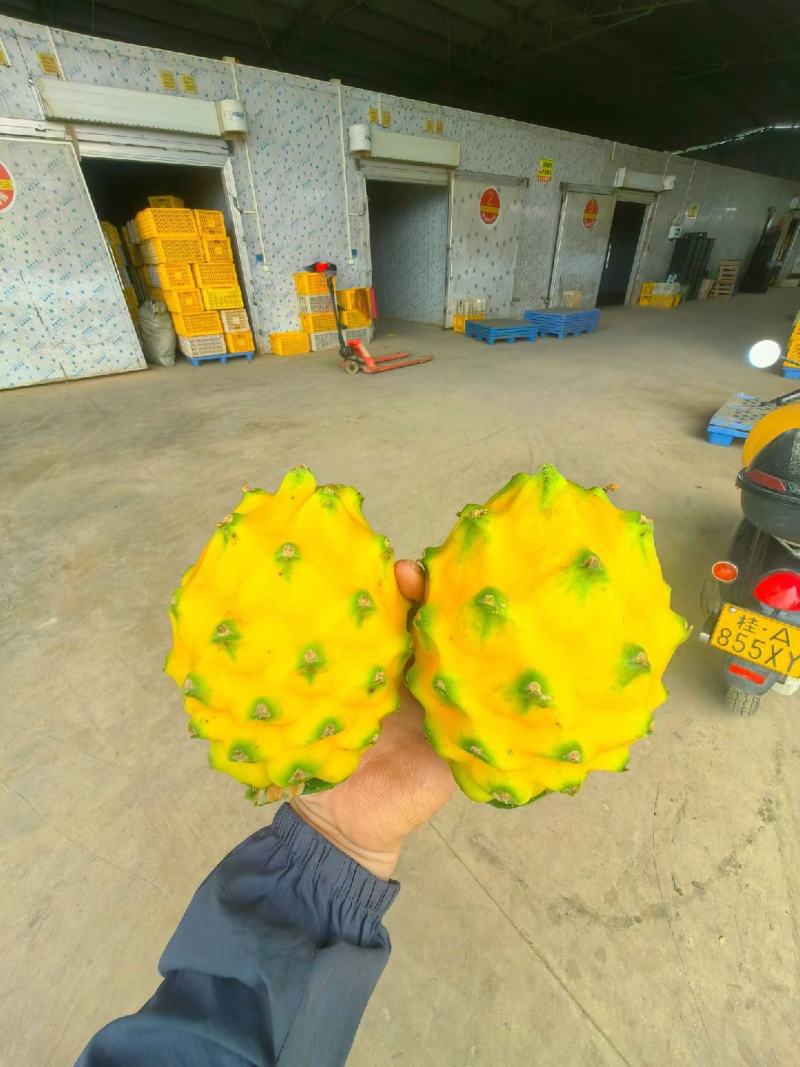 燕窝果，麒麟果