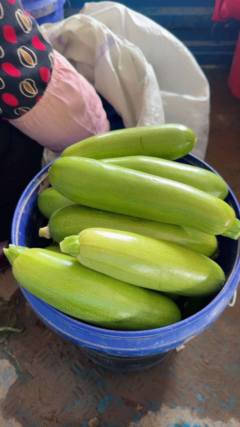 大量供应西葫芦