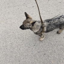 狼青犬