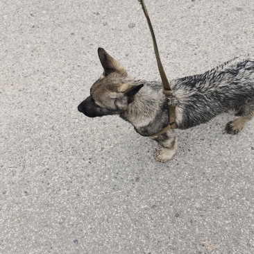 狼青犬