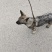 狼青犬