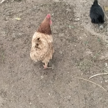 3年土鸡