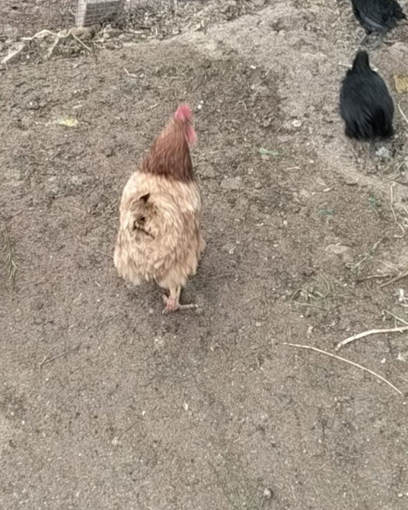 3年土鸡