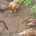 3年土鸡