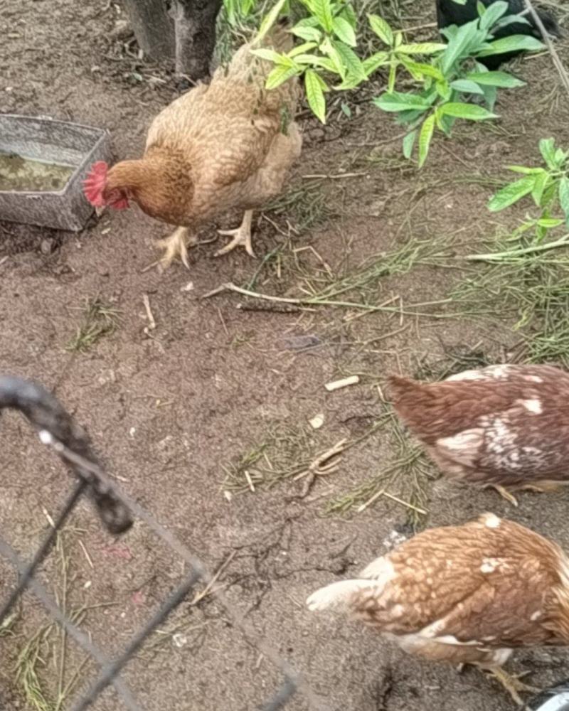 3年土鸡