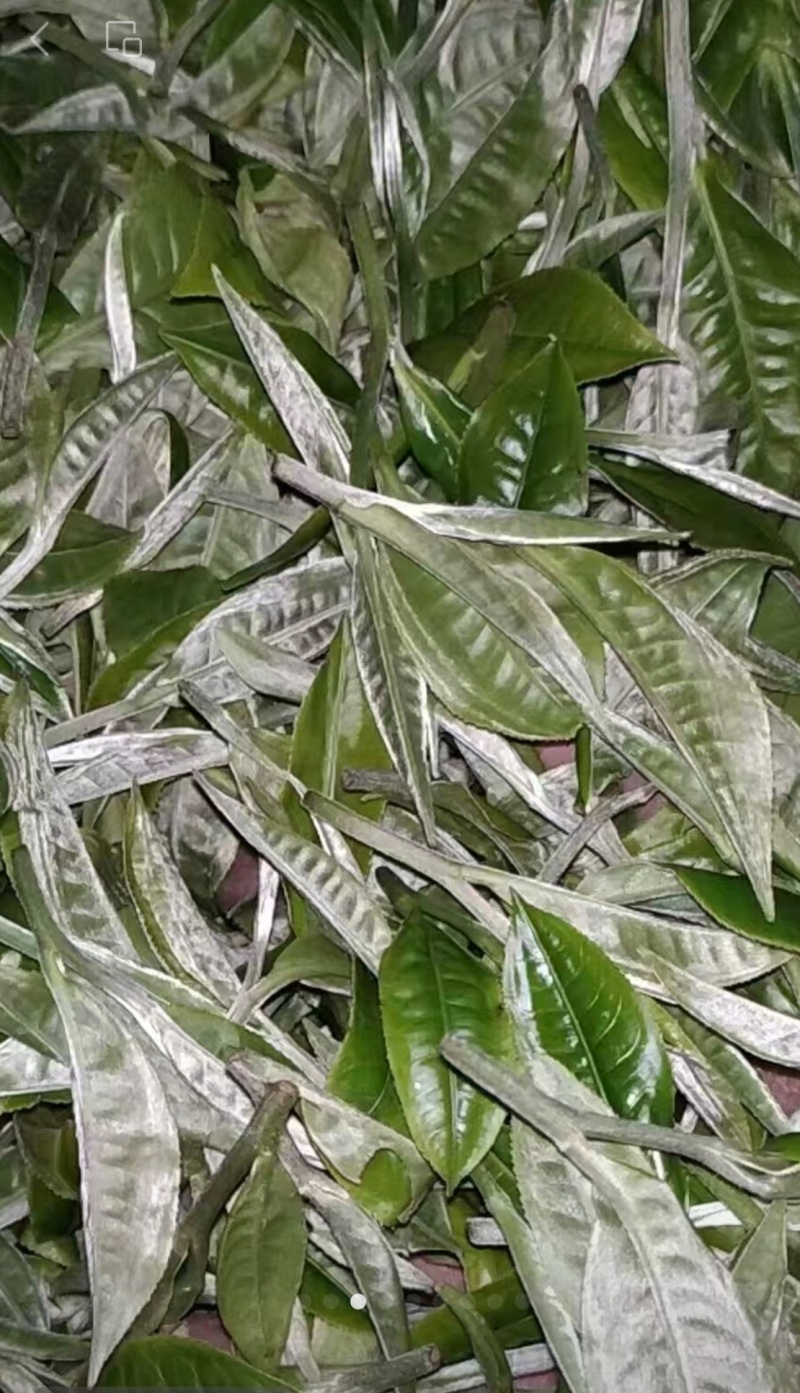碧螺春生态茶