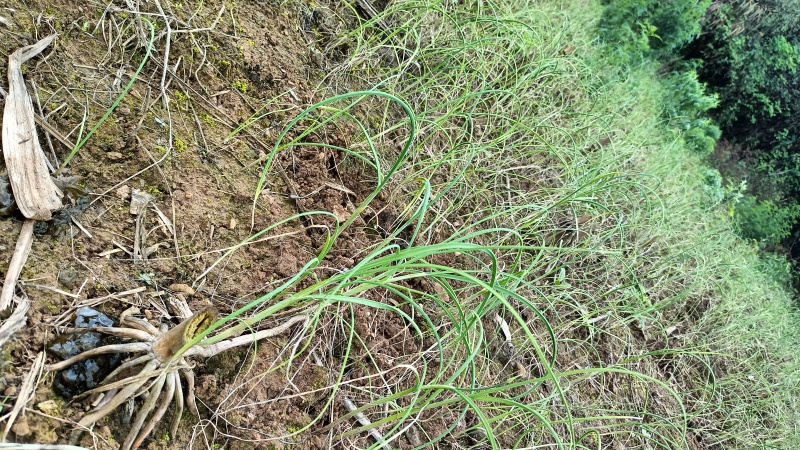 野葱