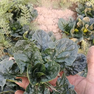 河南趴地菠菜
