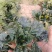 河南趴地菠菜