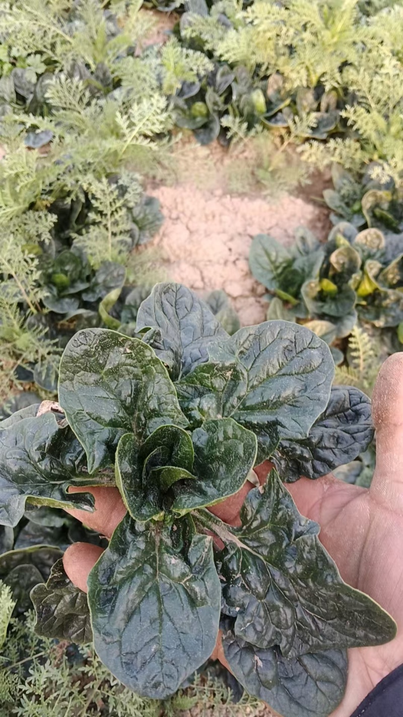 河南趴地菠菜