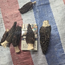 羊肚菌
