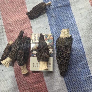 羊肚菌