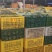 金钻17号凤梨