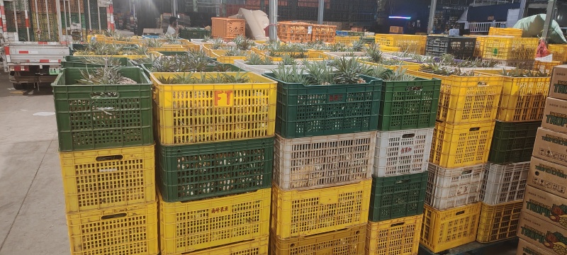 金钻17号凤梨