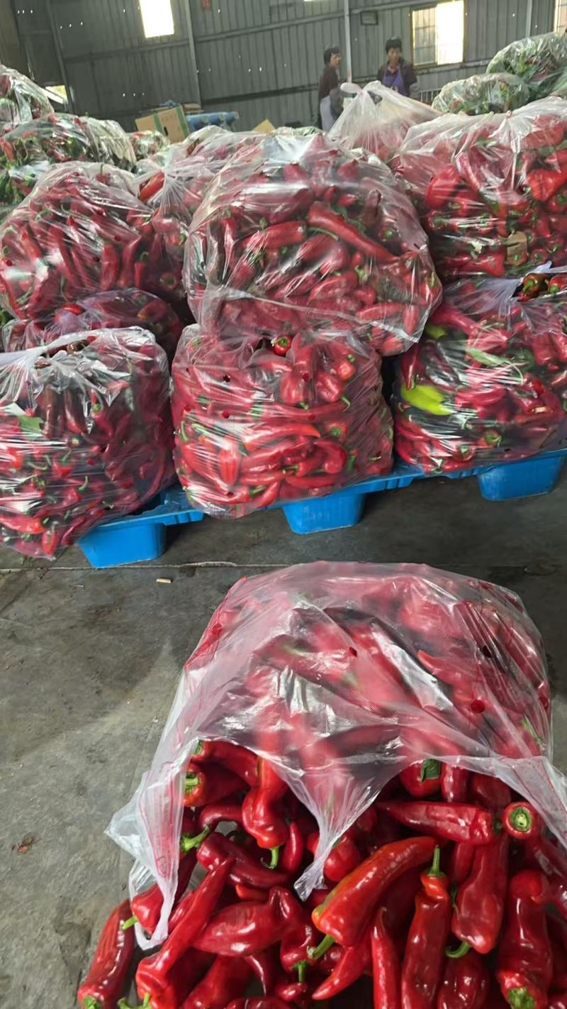 次红袍彩椒二级电商货供应食堂自己大棚种植一手产地直供现摘现发