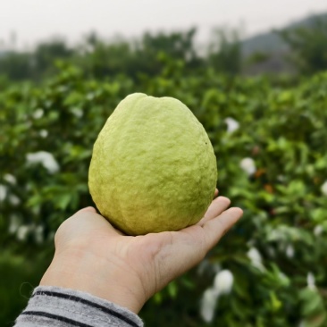 白心番石榴，爽脆