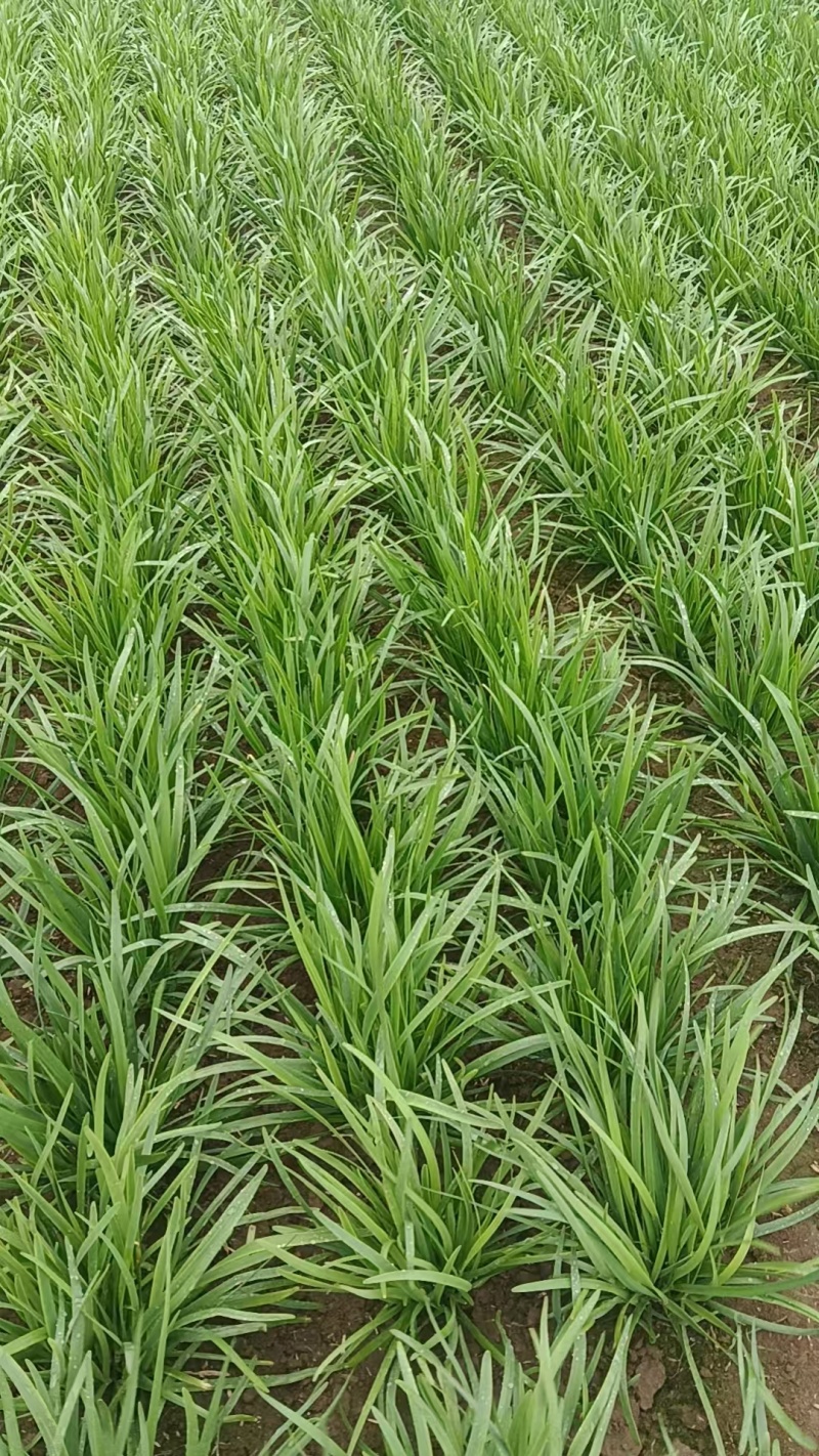 河南韭菜