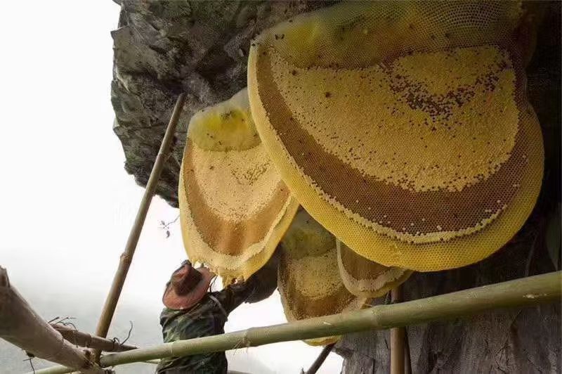 野生大排蜂蜜