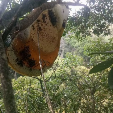 野生大排蜂蜜