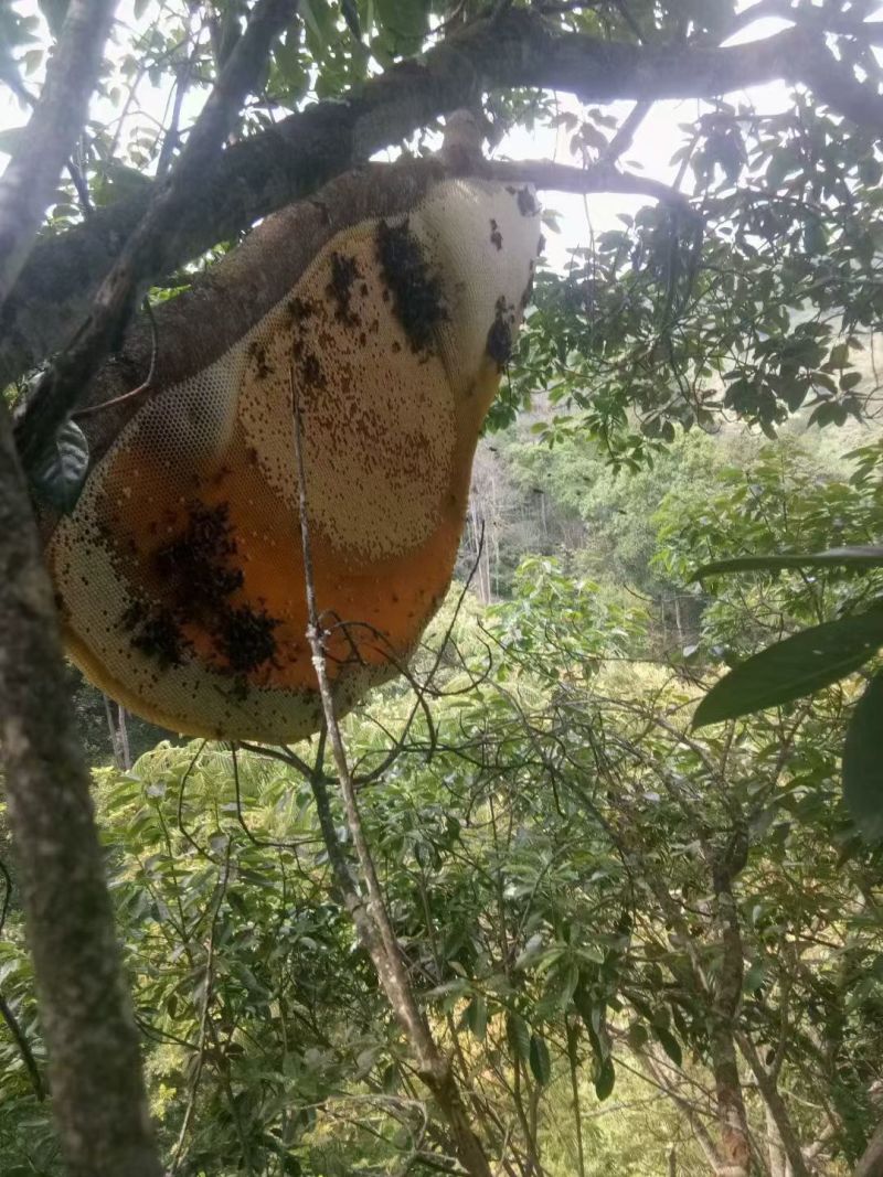 野生大排蜂蜜