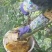 野生大排蜂蜜