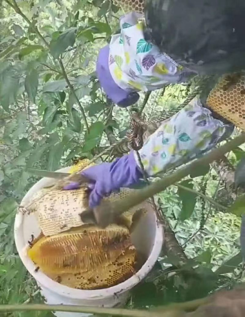 野生大排蜂蜜