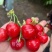 樱桃🍒