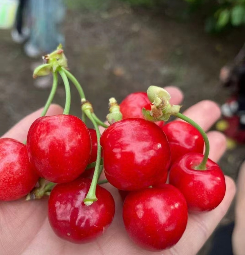 樱桃🍒