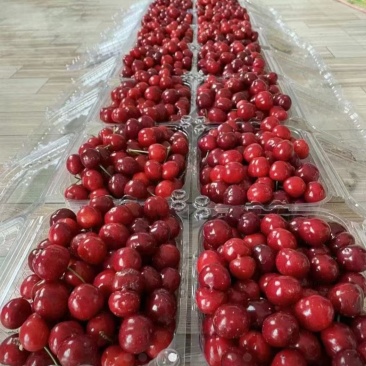 樱桃🍒