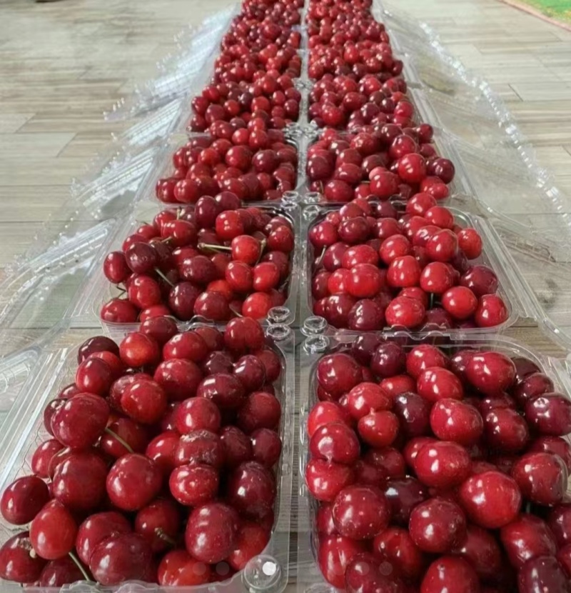 樱桃🍒