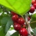 樱桃🍒