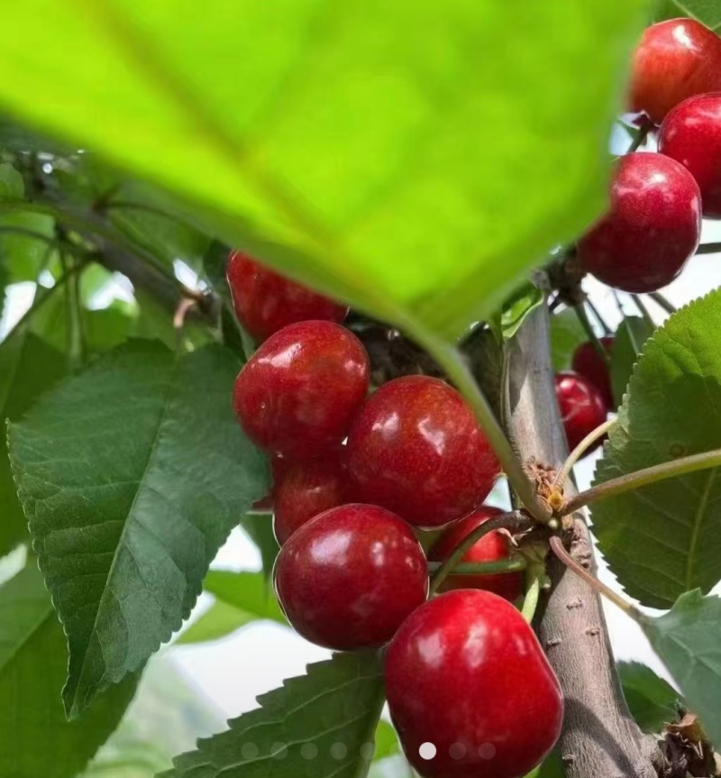 樱桃🍒