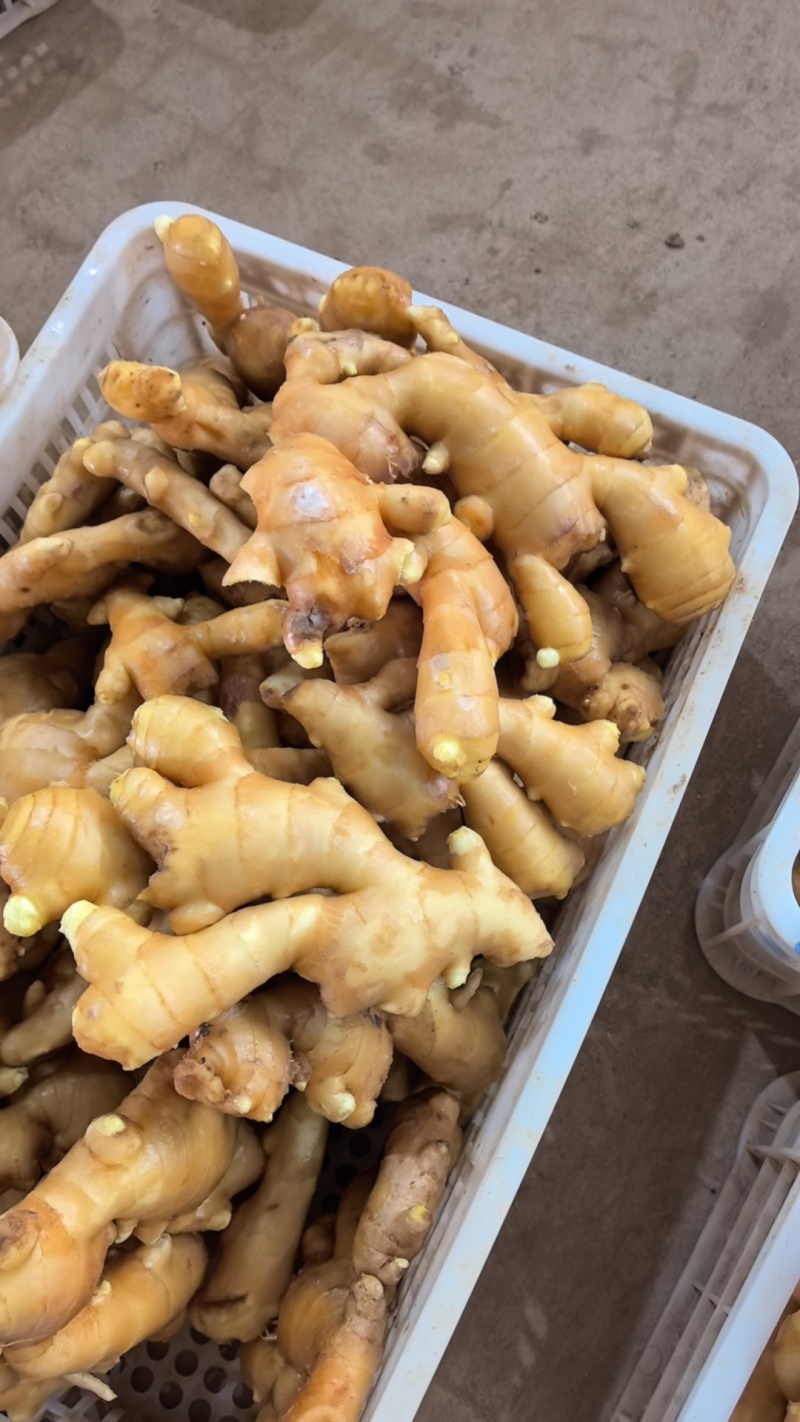 生姜供应，泥姜洗姜风干姜，
