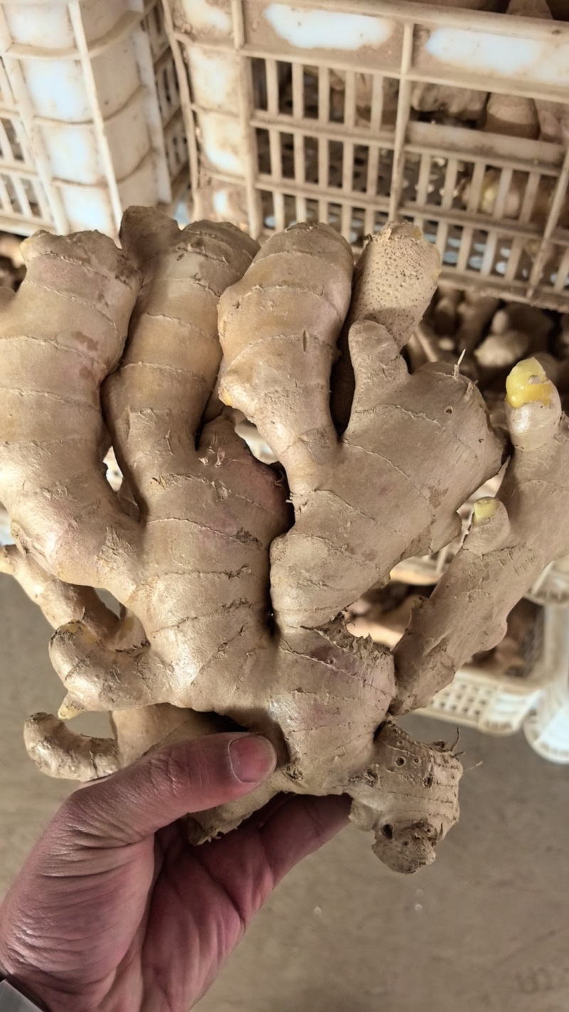 生姜供应，泥姜洗姜风干姜，