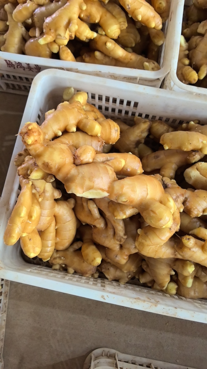 生姜供应，泥姜洗姜风干姜，
