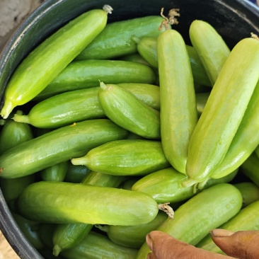 奶油黄瓜